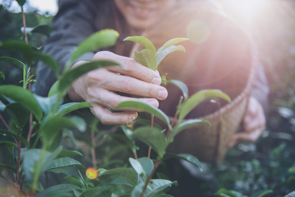 man-harvest-pick-fresh-green-tea-leaves-high-land-tea-field-chiang-mai-thailand